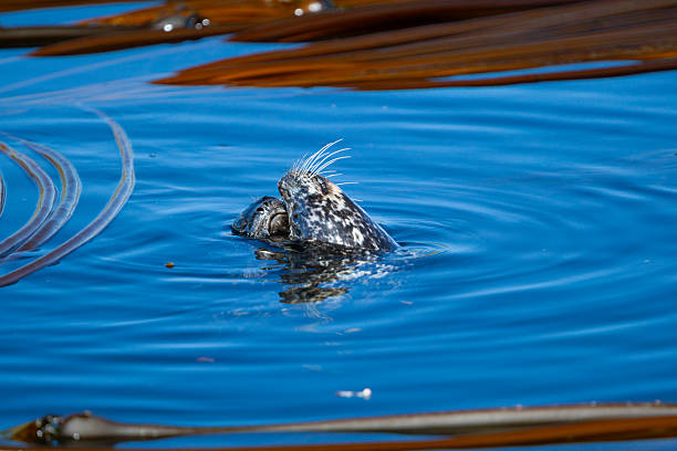 Mother harbor seal (Phoca vitulina) or harbour seal with her pup in water amongst kelp in summer in the Johnstone Strait, British Columbia, Canada.