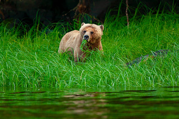 Female grizzly bear (Ursus arctos horribilis), also known as the North American brown bear, feeding on grass in summer, Knight Inlet, British Columbia, Canada