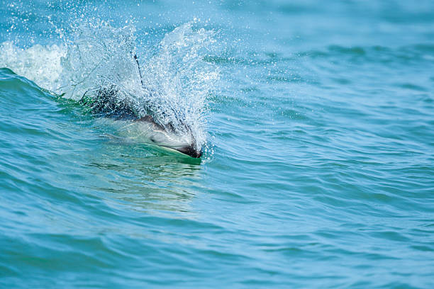 Pacific white-sided dolphin (Aethalodelphis obliquidens) breaching while bow-riding a wave from a boat, Knight Inlet, British Columbia, Canada