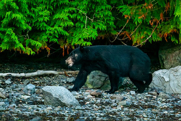A black bear along the roadside in northern British Columbia, Canada.