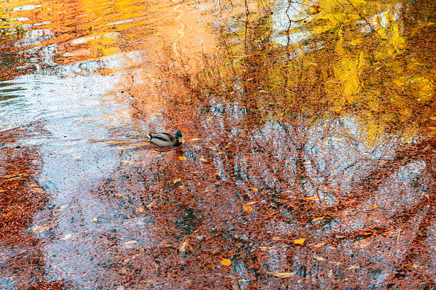 A single duck swims through a vibrant autumn pond at Madrid's Retiro Park, surrounded by reflections of golden yellow and fiery orange leaves. The water's surface becomes a painterly mix of seasonal color, capturing the essence of fall in the city.