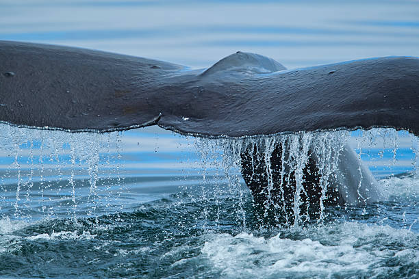 Humpback whale (Megaptera novaeangliae) fluking in summer near Telegraph Cove in the Johnstone Strait, British Columbia, Canada.