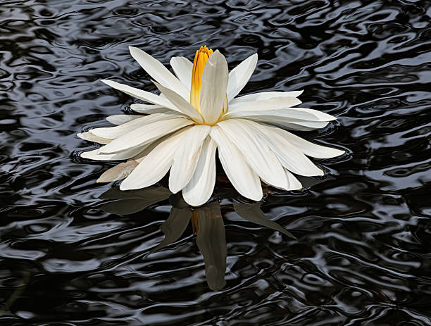 Low-key image of a tranquil pond covered with lily pads and blooming water lilies in shades of red, white, and purple, with dramatic reflections of surrounding greenery and soft natural light