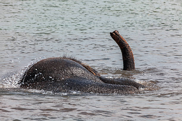 Asian elephant partially submerged while bathing, raising trunk above sea.