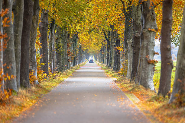 Car driving down autumnal colored lane of beech and oak trees. Oude Willem, Drenthe Netherlands. Landscape scene of nature in Europe