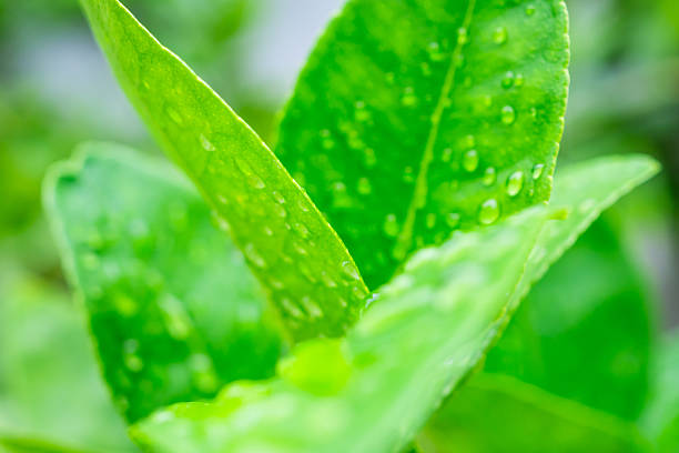 Beautiful rain water drop on green leaf closeup natural background