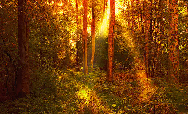 istock Sunlit forest clearing with warm golden tones highlighting tree trunks and foliage 2256955439
