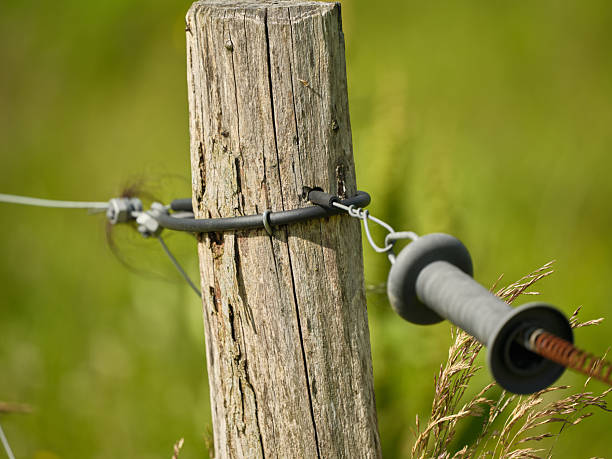 Weathered wooden fence post supports a strand of barbed wire and a trailing insulator, set against a lush green field in Denmark. The close view highlights texture, aging, and boundary symbolism, ideal for themes of rural life, fencing, safety, and rustic scenery. Includes notes of Poa pratensis in the surrounding grass.
