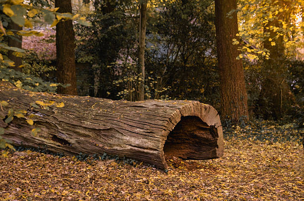 A large, fallen tree trunk rests in a peaceful forest covered in vibrant yellow autumn leaves.