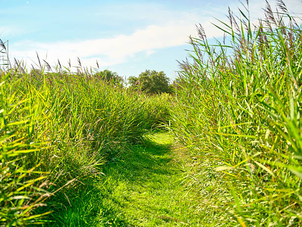 A serene outdoor scene features a narrow grassy path bordered by tall reeds (Phragmites australis) on both sides. Bright daylight, clear blue sky, and lush green tones create a peaceful, nature-filled image ideal for nature, outdoors, or countryside themes.