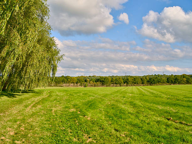 A peaceful Danish countryside field stretches toward a distant tree line, with a large willow on the left. Sunlit grass and scattered clouds create a calm, timeless rural landscape. Ideal for nature, travel, and Denmark scenery projects, featuring Salix babylonica in a tranquil setting.