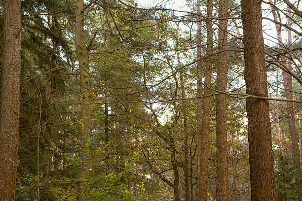 Soft sunlight shines through tree branches, creating a calm atmosphere in the peaceful forest.