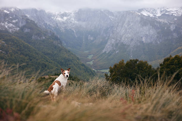 A Jack Russell Terrier stands on a grassy slope overlooking a foggy alpine canyon. The scene feels expansive and quiet.