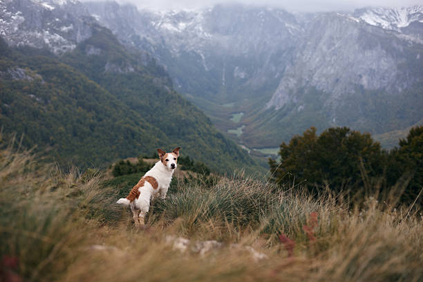 The small dog is shown standing still near a drop with mist and rock formations in the background. The mood is serious and still.