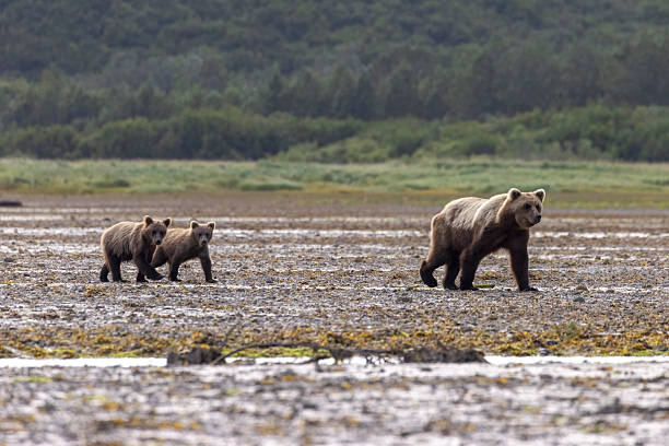 Coastal brown bear cubs in Katmai National Park in Alaska