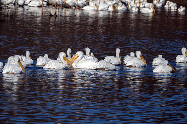 Large group of Pelicans on the Mississippi River
