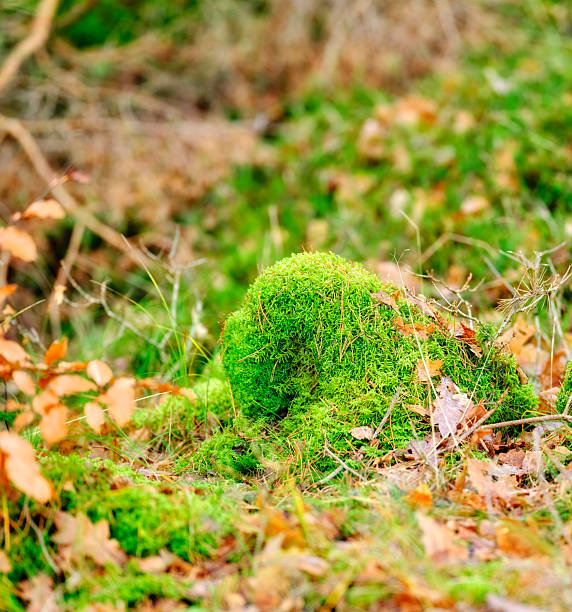 A close-up of a bright green moss mound on the forest floor, nestled among brown autumn leaves and delicate grasses. The image captures the quiet, fresh atmosphere of a Denmark woodland, emphasizing texture, humidity, and the intricate life of bryophytes in a natural setting.