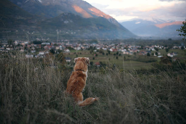 The dog is turned toward a small village below, as evening light covers the hills. The shot combines natural beauty and civilization.
