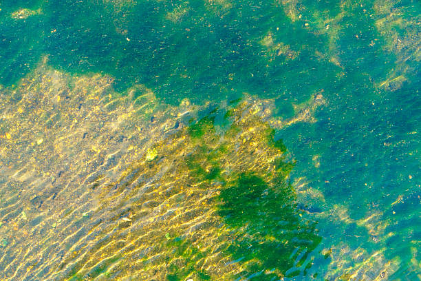 Top view of clear turquoise river water with lush green algae and stones on the bottom. Sunlight reflects on the surface ripples, creating a natural texture. Clean aquatic ecosystem concept.