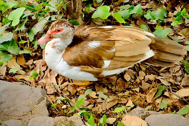 A brown and white duck sits quietly on dry leaves beneath low plants in the park.
