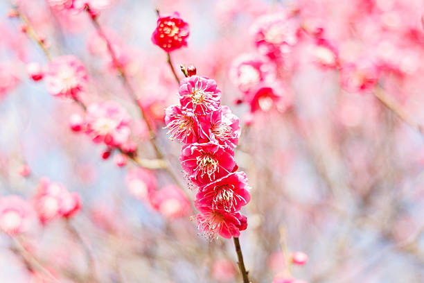 Plum blossom season starts in late January and lasts until March in Japan. In spite of severe cold climate, plum flowers are brave enough to start decorating bare branches of plum trees in our parks and gardens with red, pink and white blossoms, hinting to us that spring is around the corner, which is very encouraging to us Japanese who have endured cold winter with few flowers to please our eyes. They start blooming in cold weather, prior to the cherry blossom season.