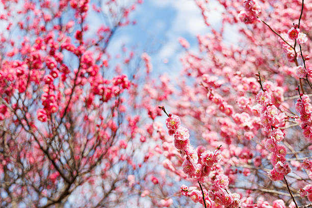 In Japan, plum blossoms bloom during the chilly season before the warmth of spring arrives.
