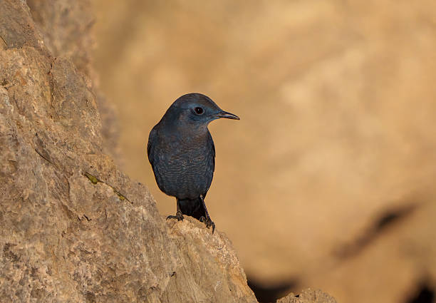 Blue rock thrush on a branch. Monticola solitarius