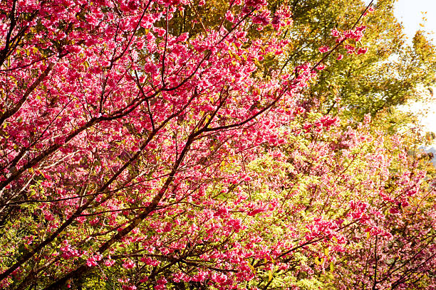 Close-up of pink sakura cherry blossom flowers blooming on tree branches under clear blue sky. Springtime floral background representing beauty, freshness, romance and seasonal change.