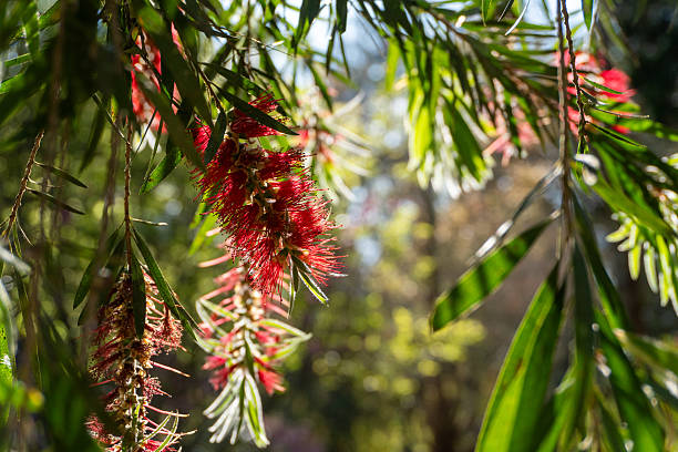 Wide view of white bottlebrush flowers (Callistemon salignus) growing naturally among green leaves with soft sunlight filtering through the branches. The scene creates a calm and refreshing atmosphere, representing tropical nature, botanical beauty, and peaceful outdoor environment, ideal for nature, garden, and landscape visual content.
