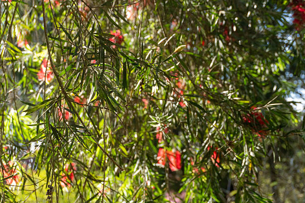 Wide view of white bottlebrush flowers (Callistemon salignus) growing naturally among green leaves with soft sunlight filtering through the branches. The scene creates a calm and refreshing atmosphere, representing tropical nature, botanical beauty, and peaceful outdoor environment, ideal for nature, garden, and landscape visual content.