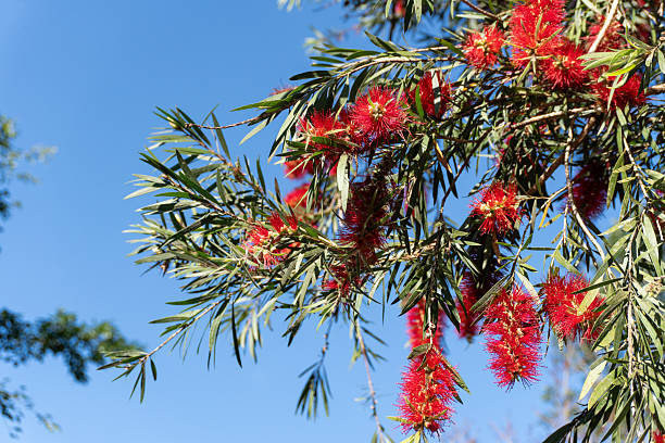 Wide view of white bottlebrush flowers (Callistemon salignus) growing naturally among green leaves with soft sunlight filtering through the branches. The scene creates a calm and refreshing atmosphere, representing tropical nature, botanical beauty, and peaceful outdoor environment, ideal for nature, garden, and landscape visual content.