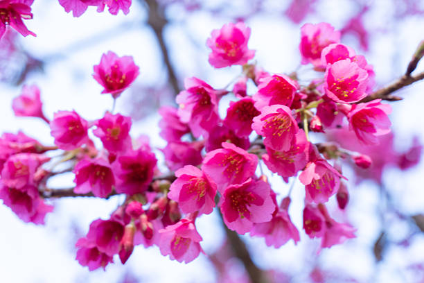 Wide view of bright pink cherry blossom sakura flowers blooming beautifully against a clear blue sky. The scene represents springtime freshness, natural beauty, and peaceful outdoor atmosphere, perfect for travel, nature, seasonal, and lifestyle content.