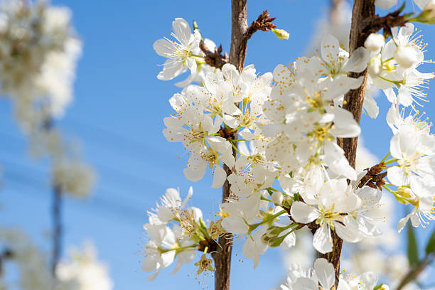 Close-up view of white peach tree blossom flowers blooming beautifully on branches against a clear blue sky. Soft natural sunlight highlights the delicate petals, creating a fresh and peaceful spring atmosphere, perfect for nature, seasonal, floral, and outdoor visual content.