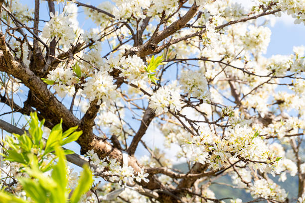 Close-up view of white peach tree blossom flowers blooming beautifully on branches against a clear blue sky. Soft natural sunlight highlights the delicate petals, creating a fresh and peaceful spring atmosphere, perfect for nature, seasonal, floral, and outdoor visual content.