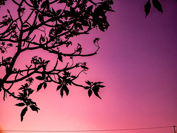 Tree Branches Pink Sky: Silhouette Sunset Twilight Dramatic Colorful Background Nature Evening Gradient