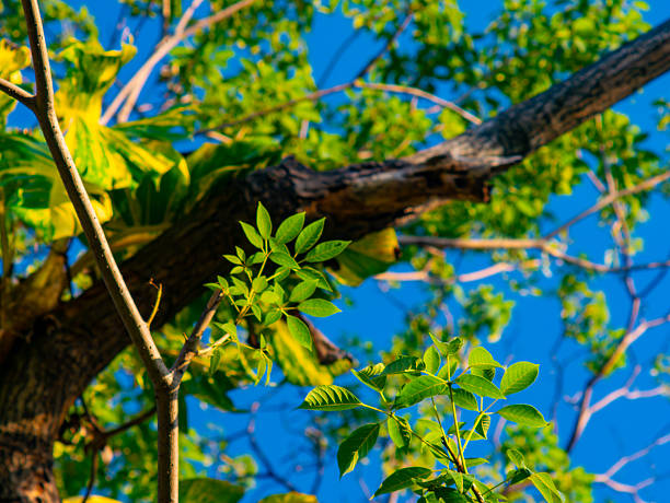 Fresh Green Tree Leaves and Branches Viewed from Below Against Blue Sky
