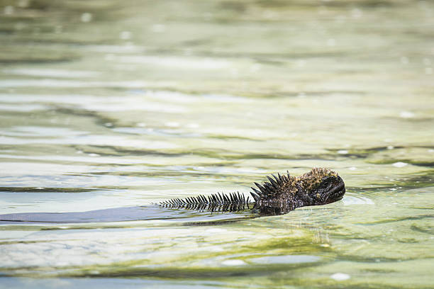 Marine iguana (Amblyrhynchus cristatus) swimming in sea, Tortuga Bay, Galapagos