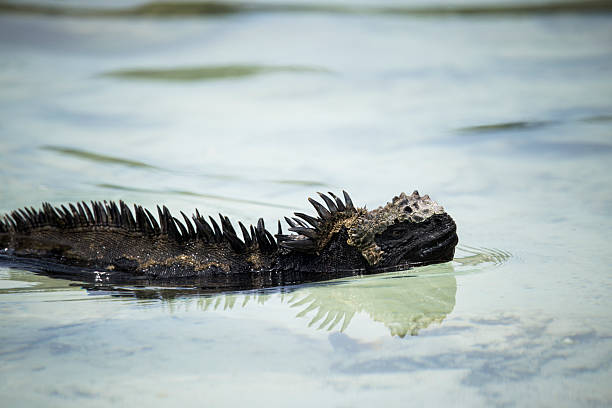 Marine iguana (Amblyrhynchus cristatus) swimming in sea, Tortuga Bay, Galapagos