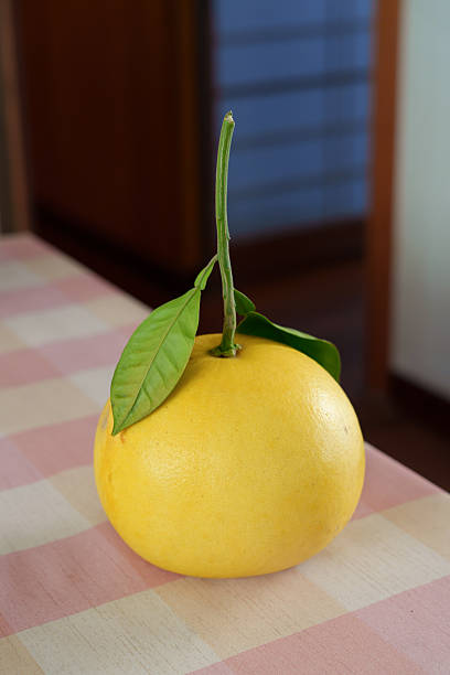 World's largest citrus fruit, Giant Banpeiyu Pomelo with stem and leaves.