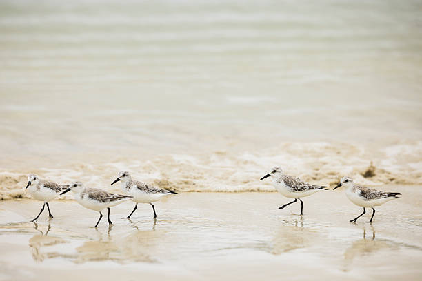 Sandpipers walk in a row on the shoreline, Tortuga Bay, Santa Cruz Island, Galapagos