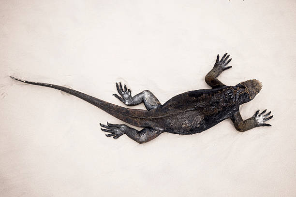 Marine iguana (Amblyrhynchus cristatus) on beach, Galapagos