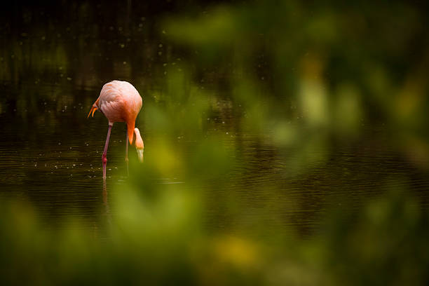 Beautiful Flamingo Bird,California.