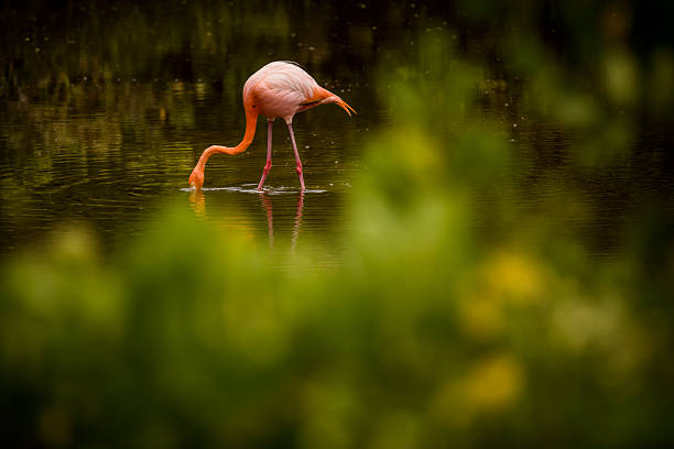 Pink flamingos in natural surroundings. Birds with pink plumage.