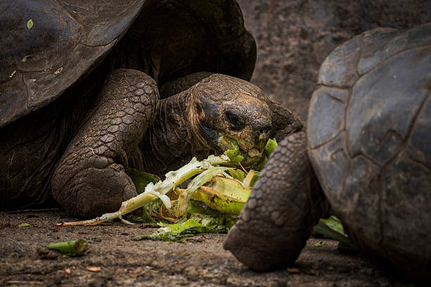 Giant Tortoise eating vegetables, Isabela Island, Galapagos