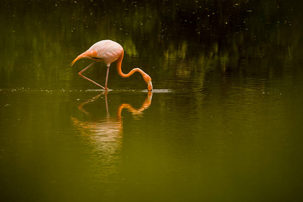American flamingo (Phoenicopterus ruber) feeding in water, Isabela Island, Galapagos