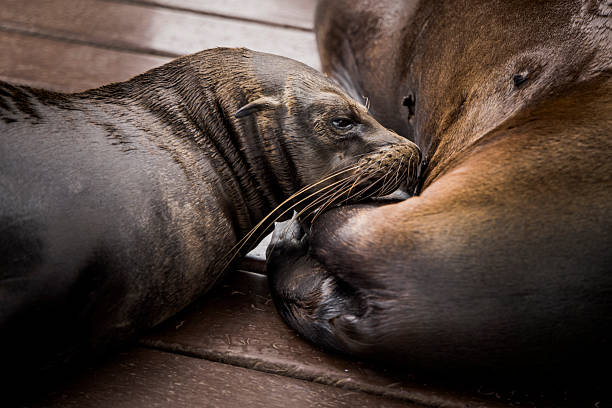 Sleepy sea lion sprawls out on the dock, enjoying a peaceful afternoon in Oceanside, California.