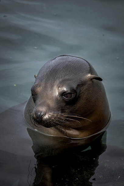 Sea lion (Zalophus wollebaeki) swims in ocean, Isabela Island, Galapagos