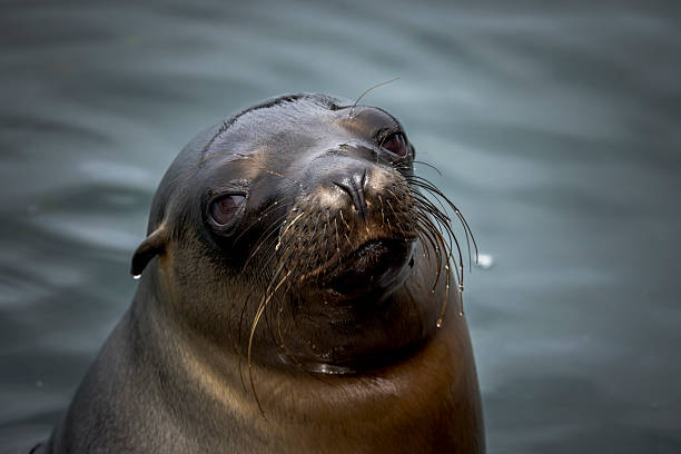 Sea lion (Zalophus wollebaeki) swims in ocean, Isabela Island, Galapagos