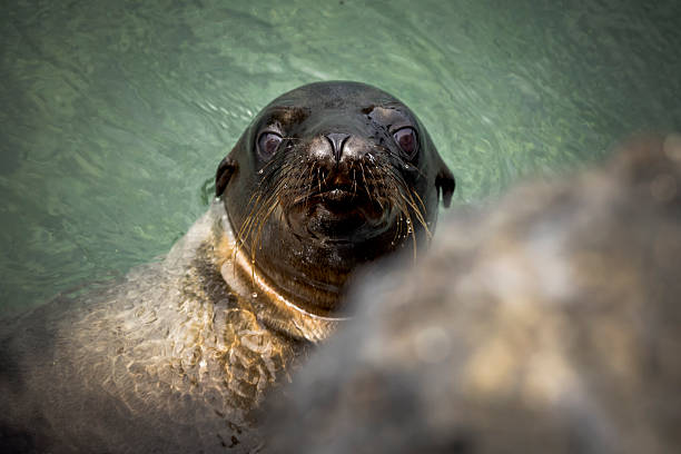 Sea lion (Zalophus wollebaeki) swims in ocean, Isabela Island, Galapagos