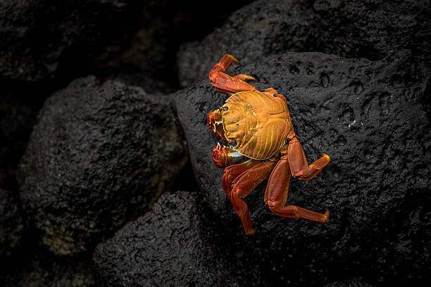 Sally Lightfoot Crab on rock, Santa Cruz Island, Galapagos